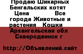Продаю Шикарных Бенгальских котят › Цена ­ 17 000 - Все города Животные и растения » Кошки   . Архангельская обл.,Северодвинск г.
